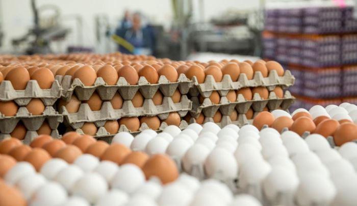 قیمت تخم مرغ بالاخره چقدر است؟
