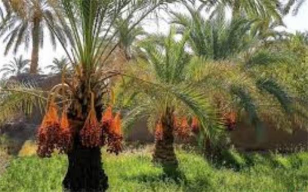 105 هزار هکتار از نخلستان های برای کشف آفت جستجو شده است
