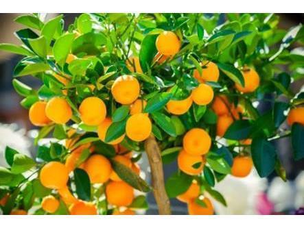 پیش بینی تولید 35 هزار تن مرکبات در نوشهر