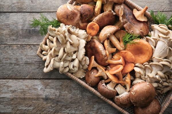 قیمت عجیب قارچ های وحشی! قیمت عجیب قارچ های وحشی!