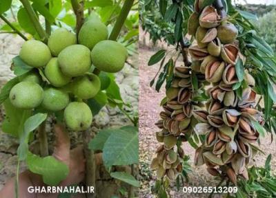 آخرین فرصت خرید نهال بادام و گردو دیرگل