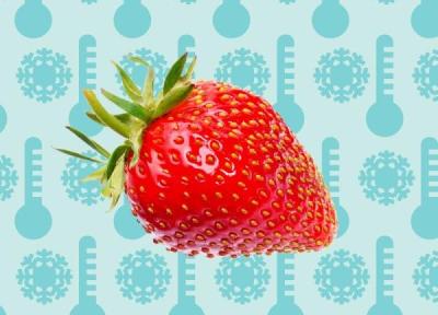 12 نکته مهم برای فریز کردن توت فرنگی با حفظ مزه و تازگی